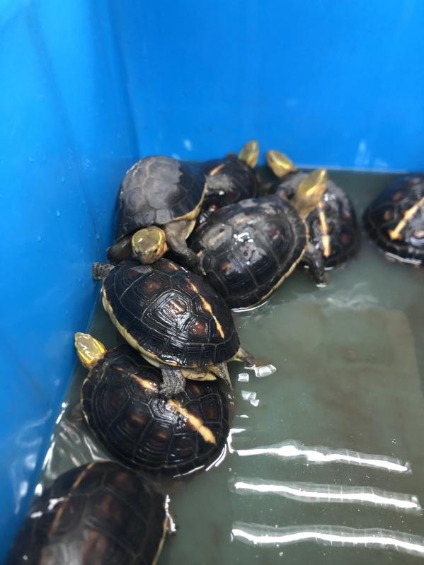 Chinese Box Turtles